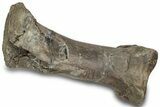 Fossil Hadrosaur (Hypacrosaur) Metatarsal - Montana #316441-1